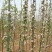 润太1号100mm以上光果