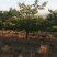 杏树8~10cm16~18cm3~3.5米