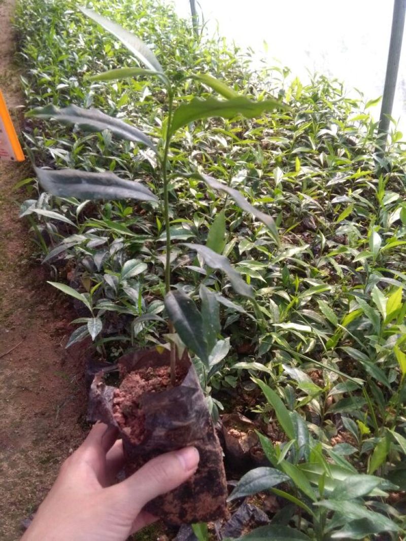 沉香树苗20~30cm