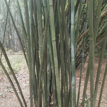 绿竹5~6m