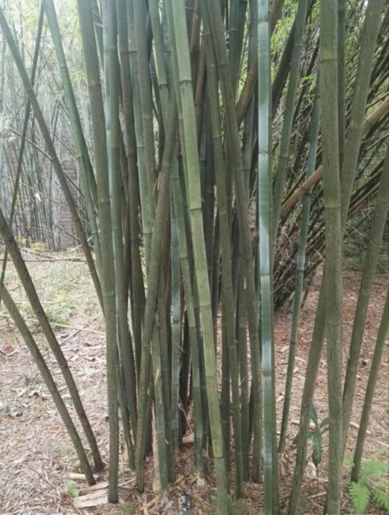绿竹5~6m