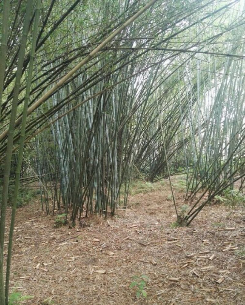 绿竹5~6m