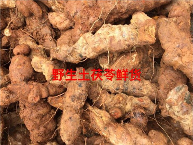 野生土茯苓鲜货产地直供品质保证全国发货欢迎致电