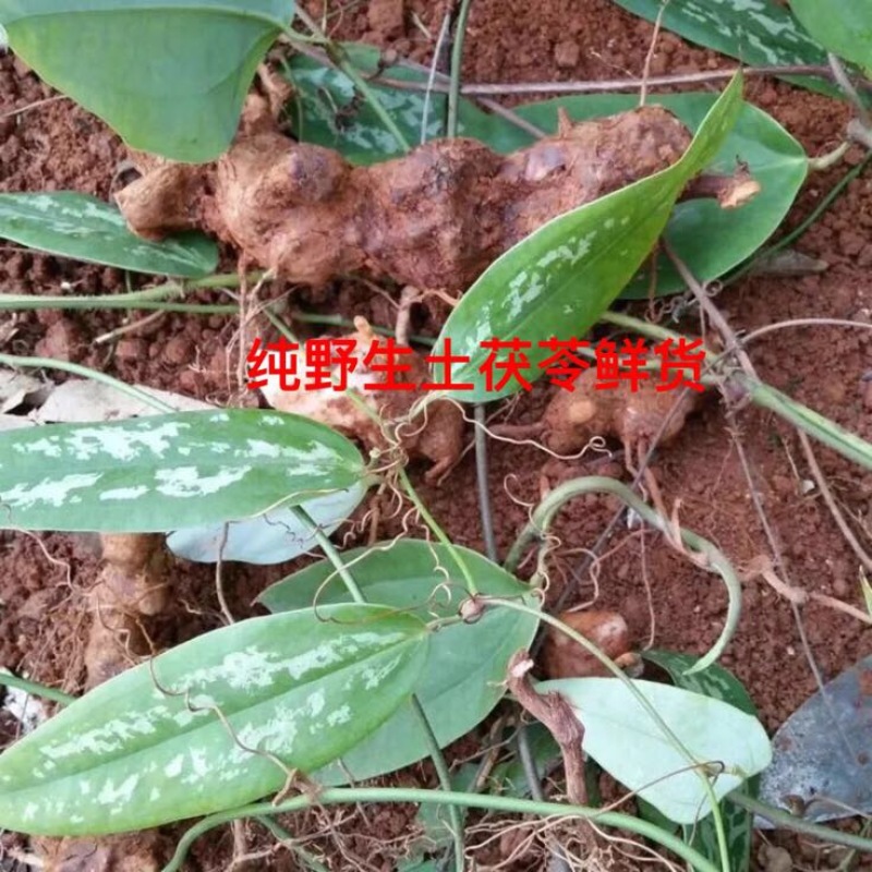 野生土茯苓鲜货产地直供品质保证全国发货欢迎致电