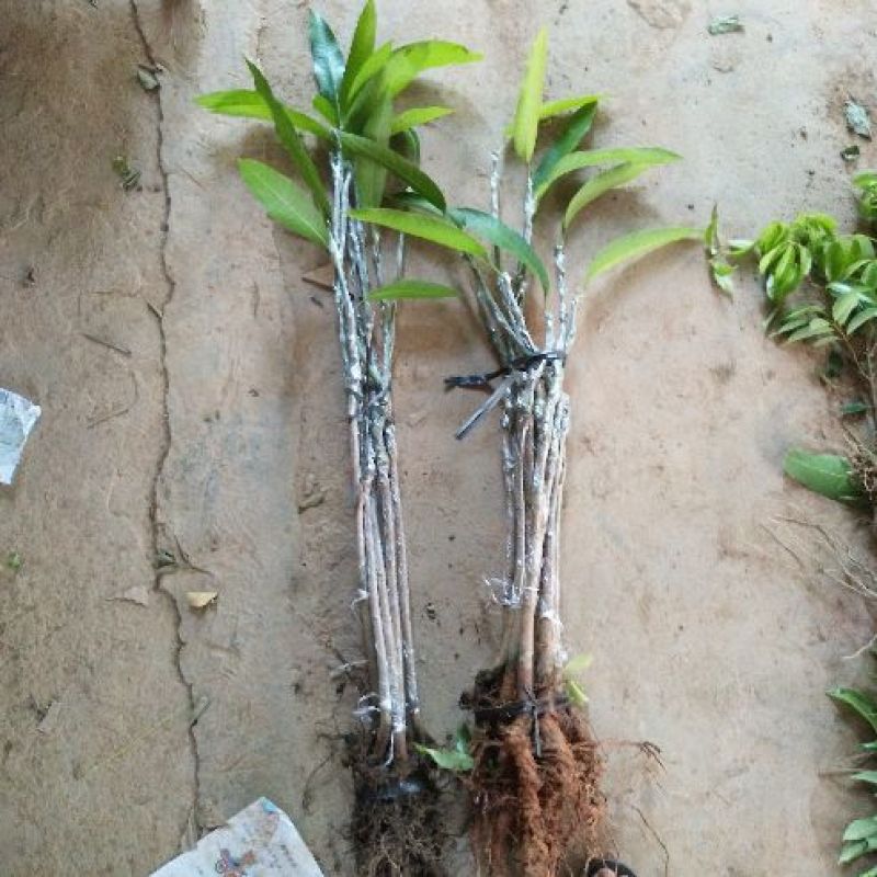 芒果苗1m以下