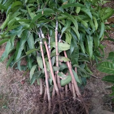 芒果苗1m以下
