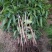 芒果苗1m以下