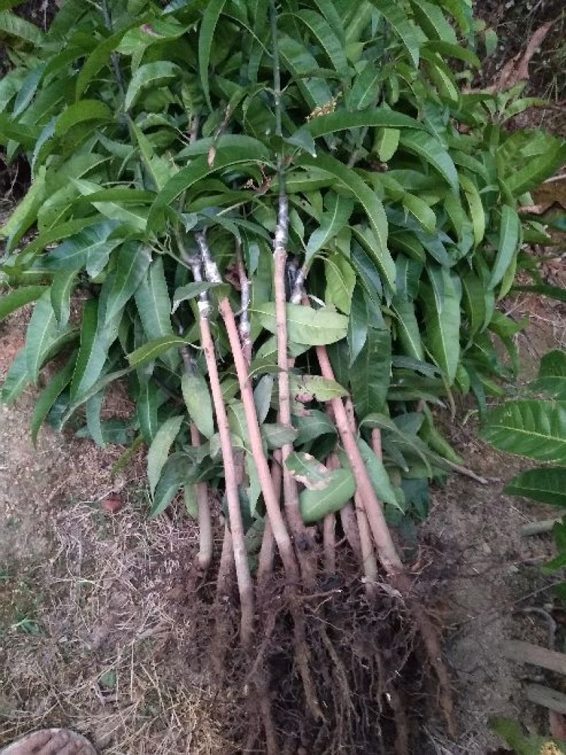芒果苗1m以下