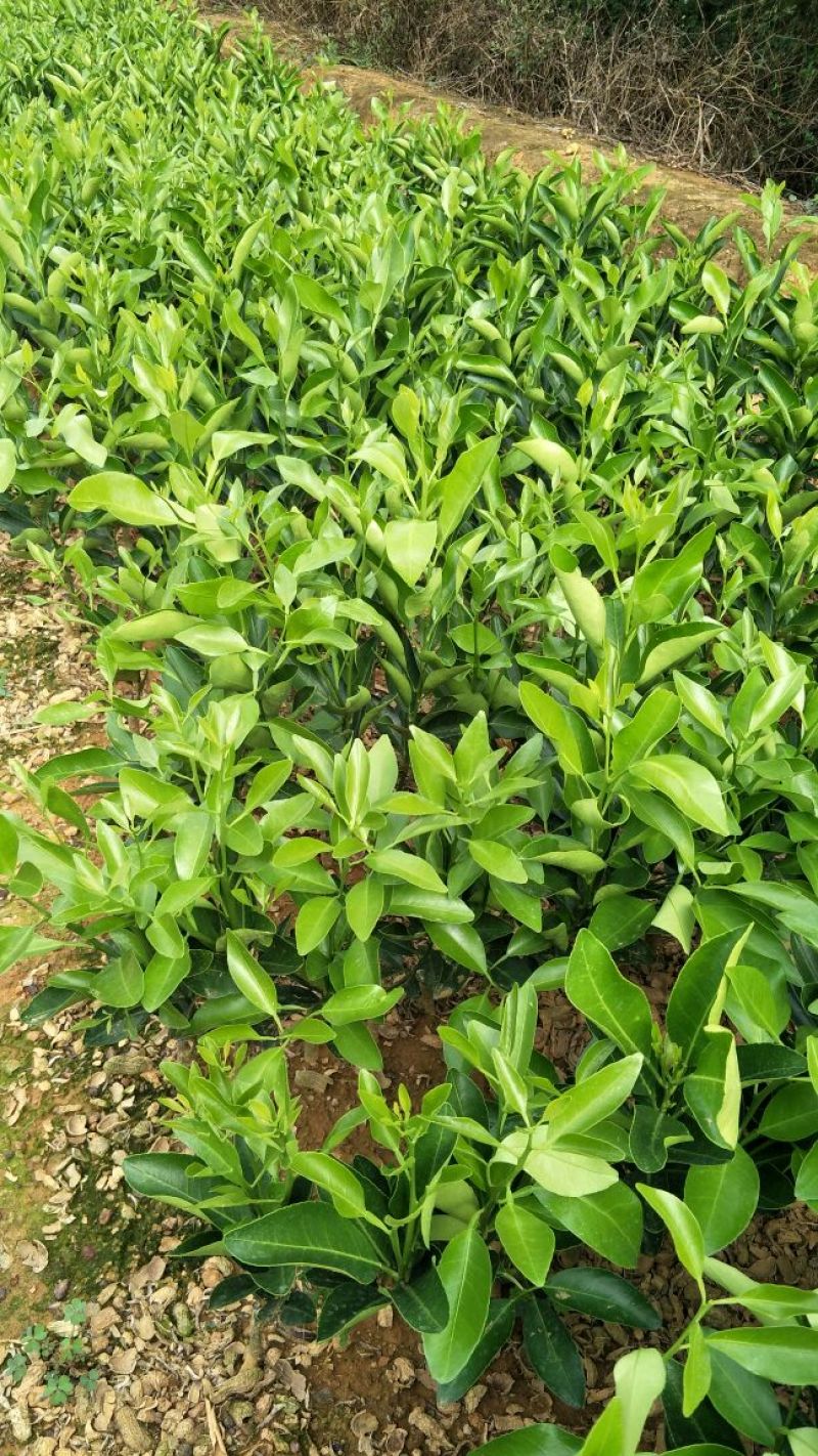 芦柑苗品种保证可以写合同