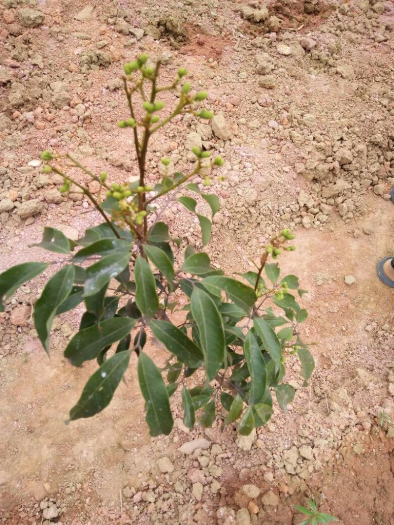 无核荔枝苗50~80cm