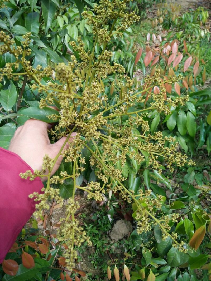 无核荔枝苗50~80cm