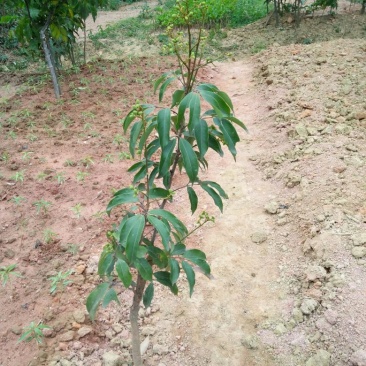无核荔枝苗50~80cm