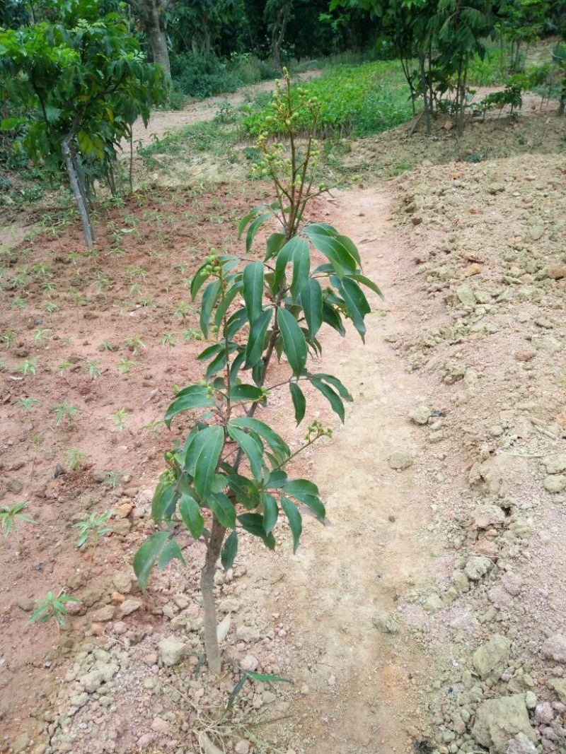无核荔枝苗50~80cm