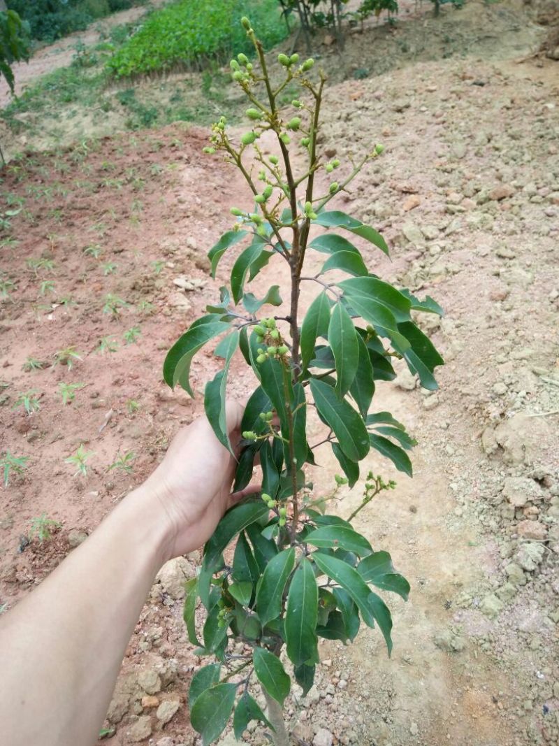 无核荔枝苗50~80cm