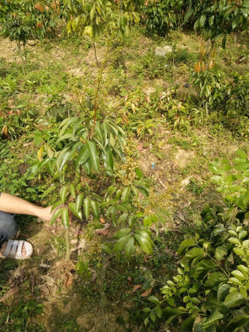 无核荔枝苗50~80cm