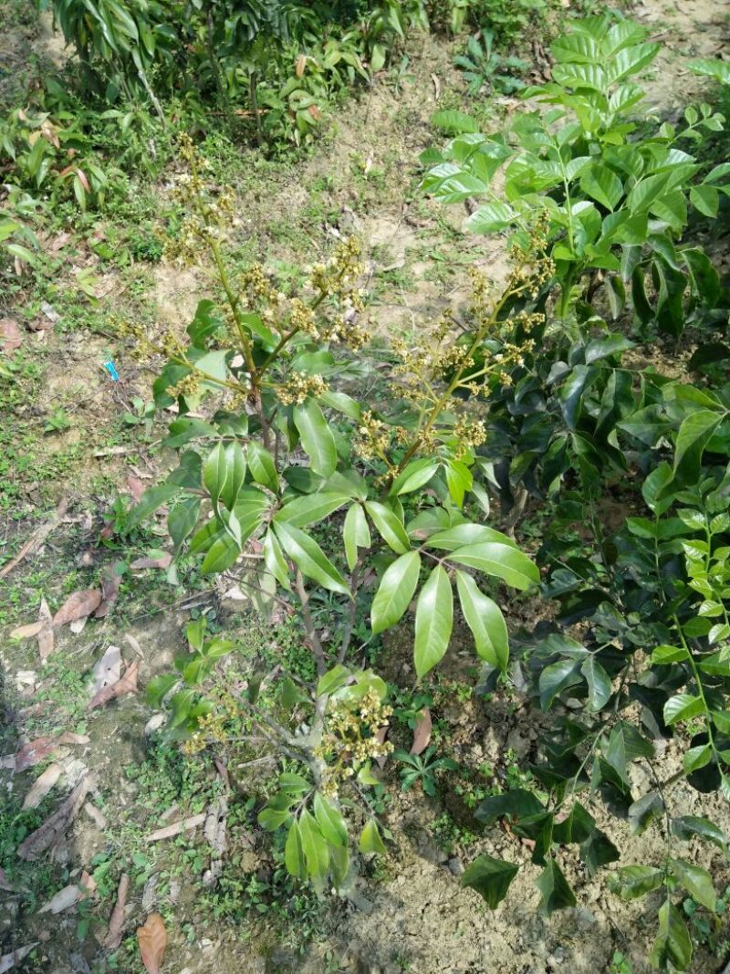 无核荔枝苗50~80cm
