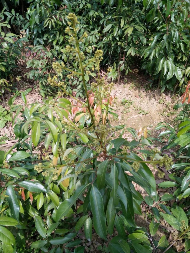 无核荔枝苗50~80cm