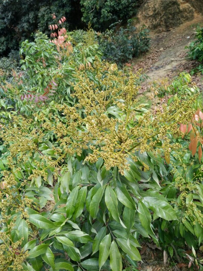无核荔枝苗50~80cm