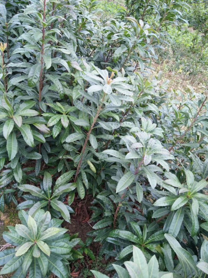 杨梅苗50~80cm