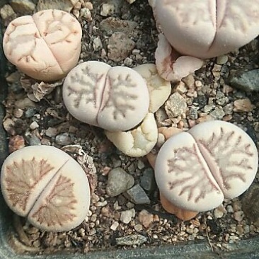 多肉植物不含盆