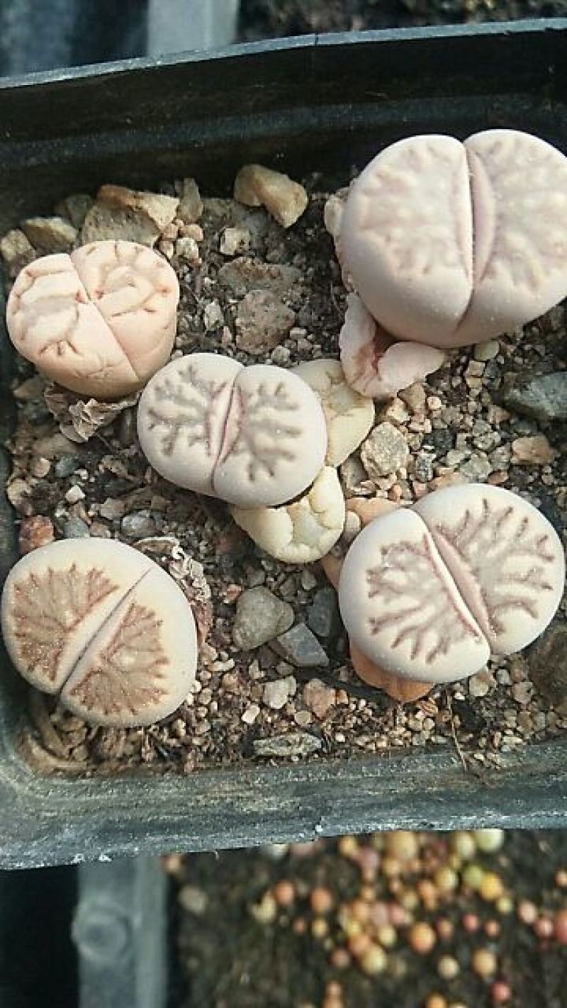 多肉植物不含盆