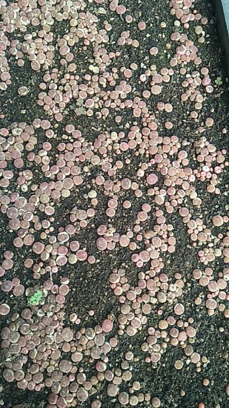 多肉植物不含盆
