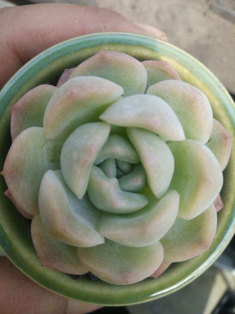 多肉植物不含盆