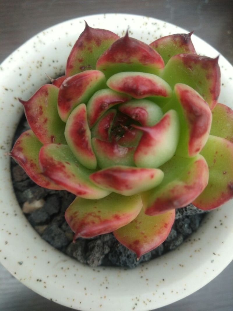 多肉植物不含盆