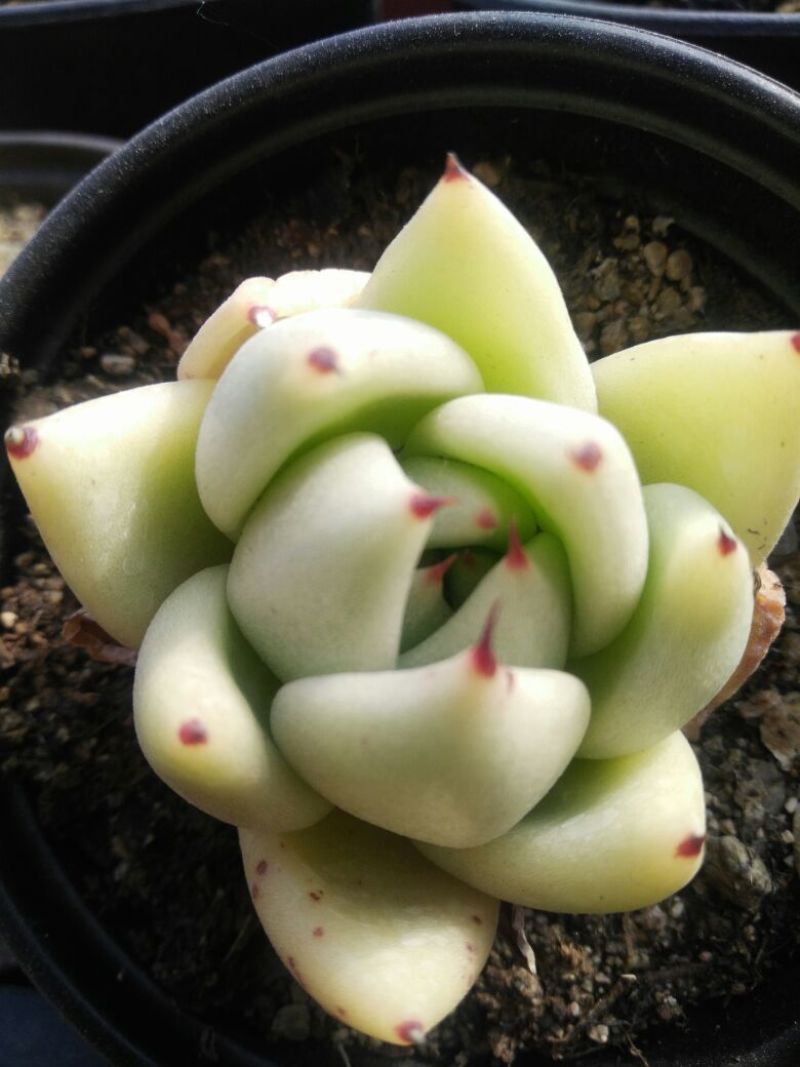 多肉植物不含盆