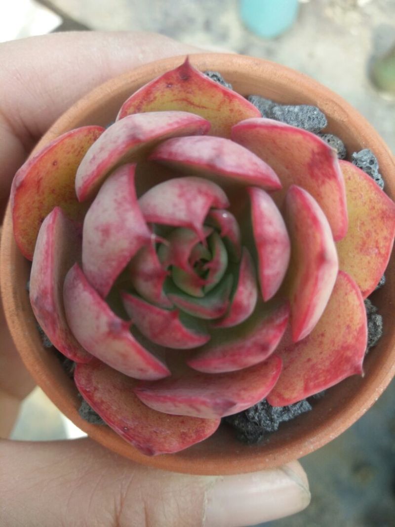 多肉植物不含盆