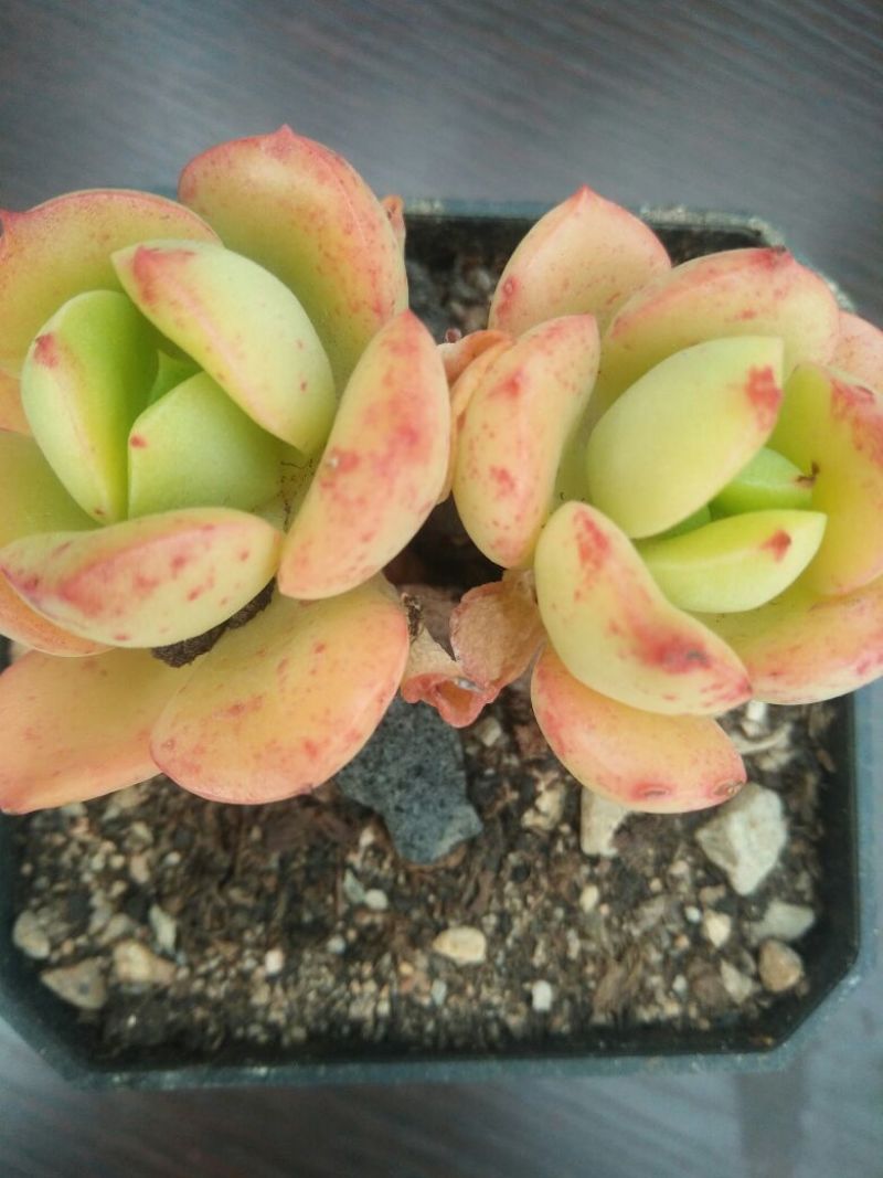 多肉植物不含盆