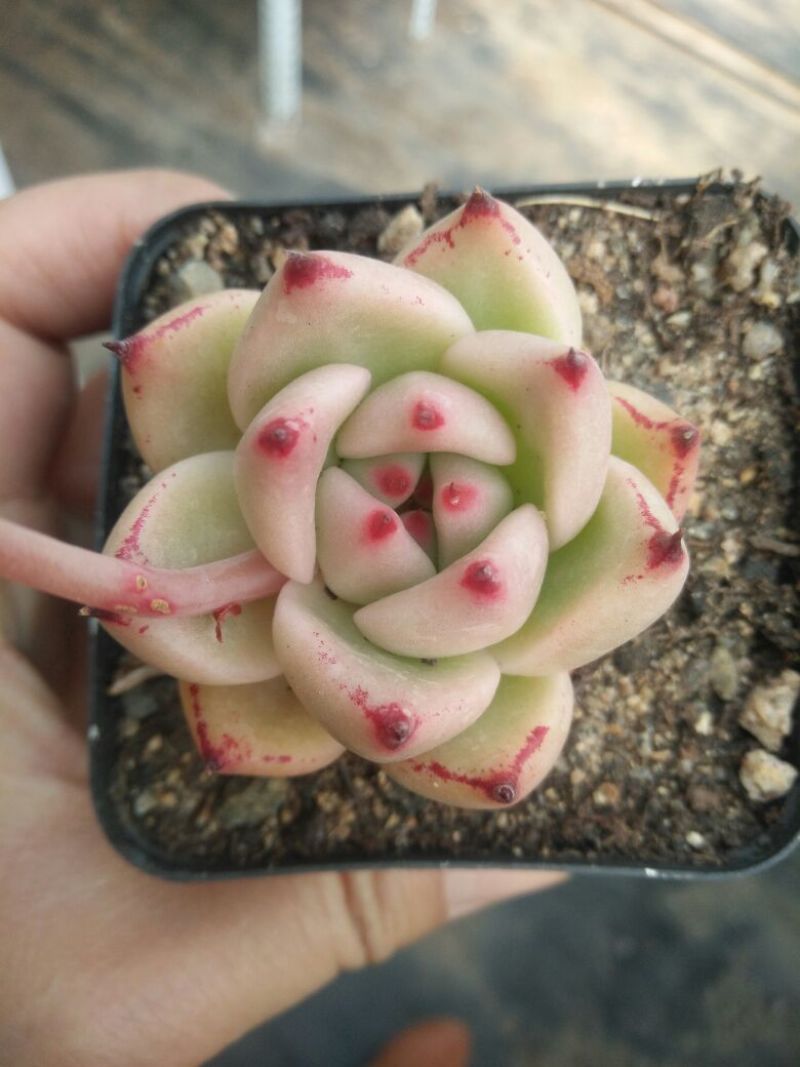 多肉植物不含盆