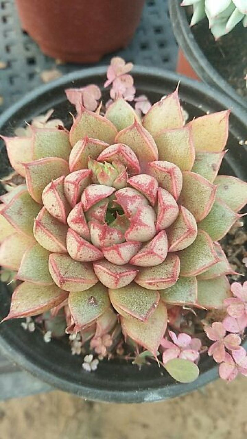 多肉植物不含盆