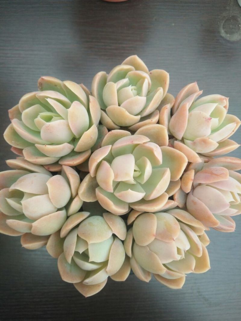 多肉植物不含盆
