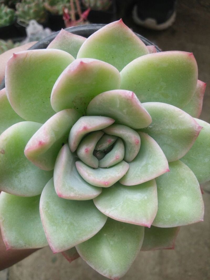 多肉植物不含盆