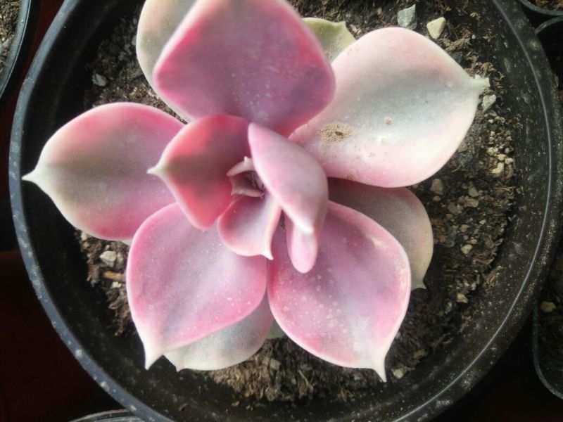 多肉植物不含盆