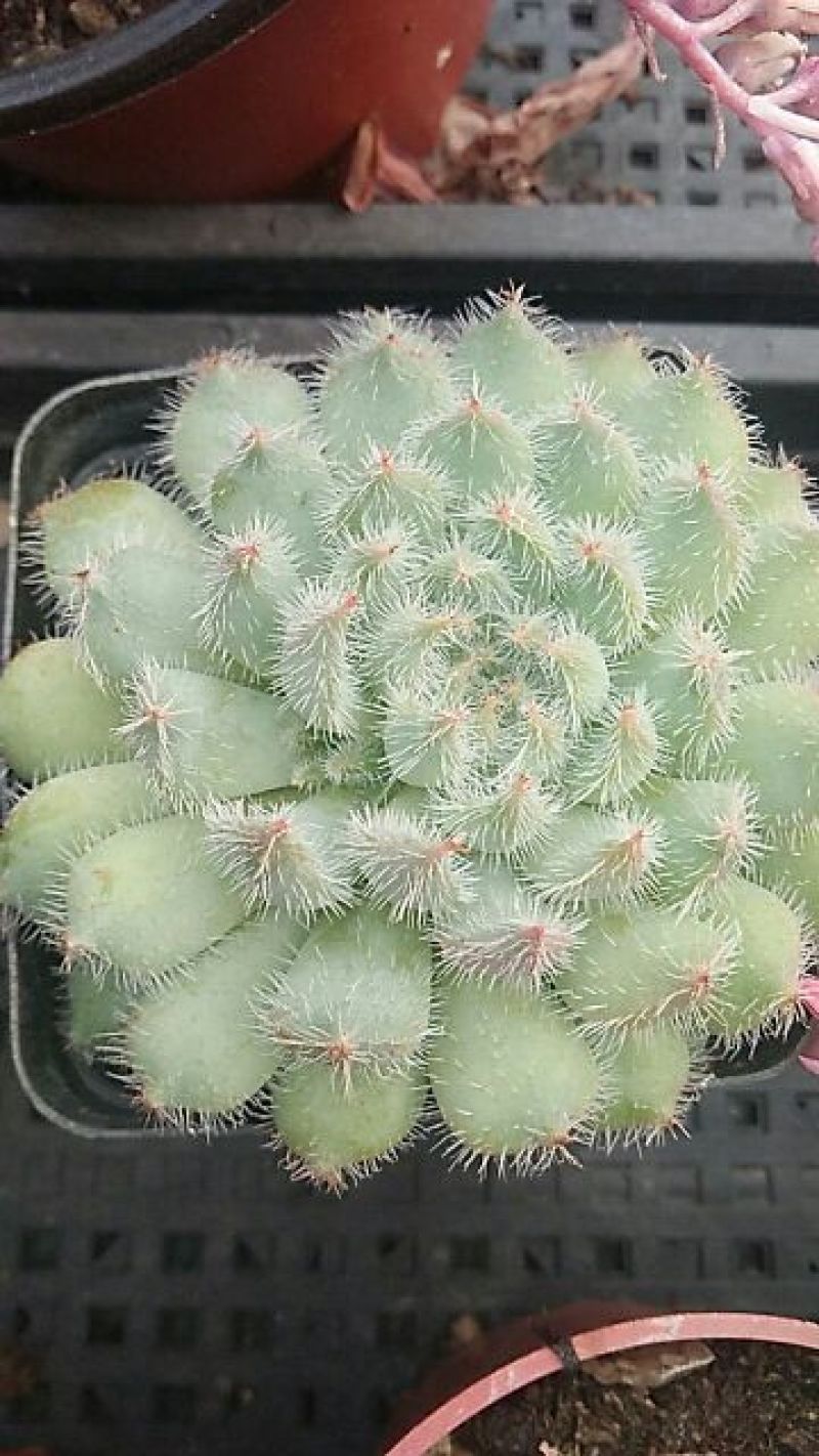 多肉植物不含盆