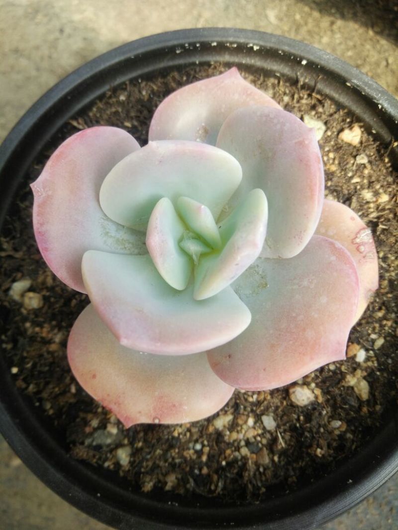 多肉植物不含盆