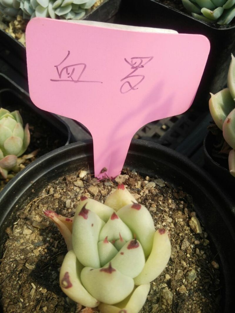 多肉植物不含盆
