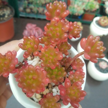 多肉植物不含盆