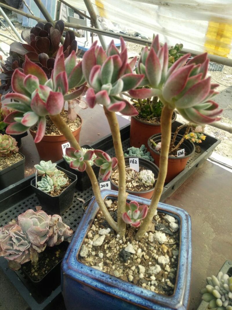 多肉植物不含盆