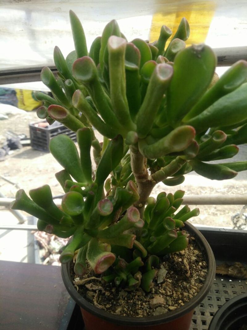 多肉植物不含盆