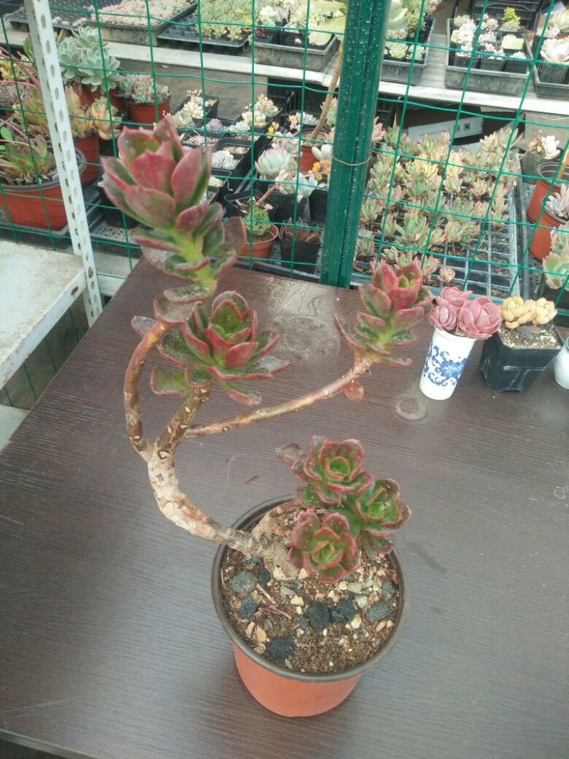 多肉植物不含盆