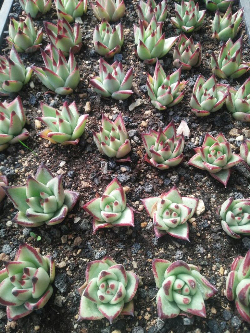 多肉植物不含盆