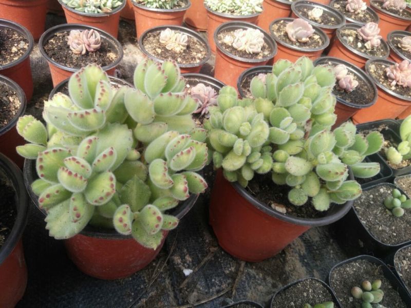多肉植物不含盆