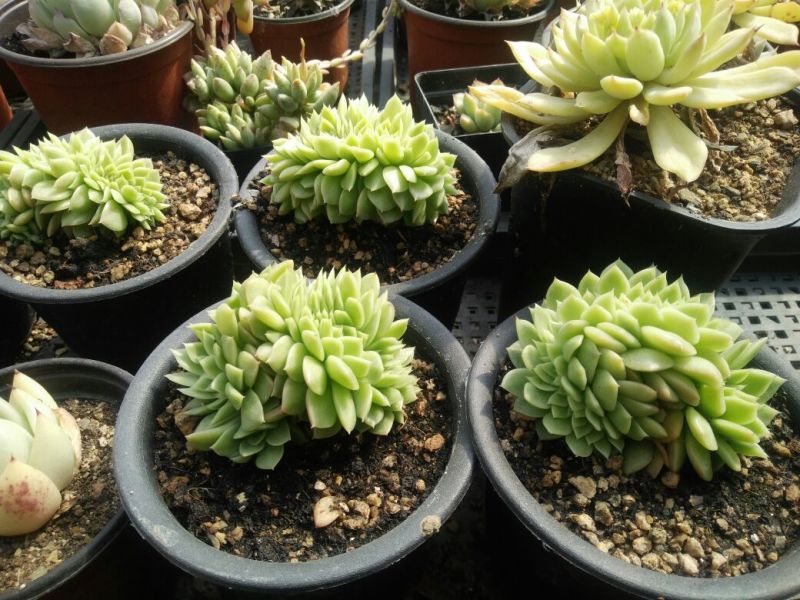 多肉植物不含盆