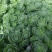 多肉植物不含盆