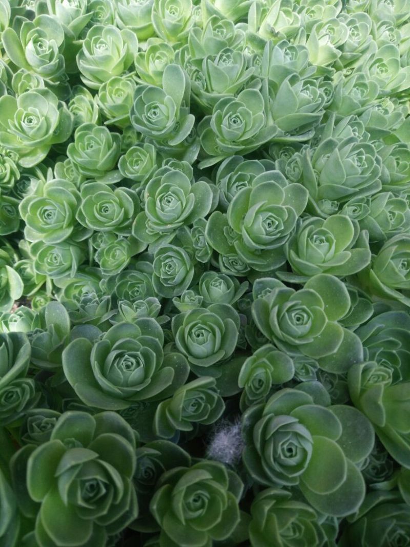 多肉植物不含盆