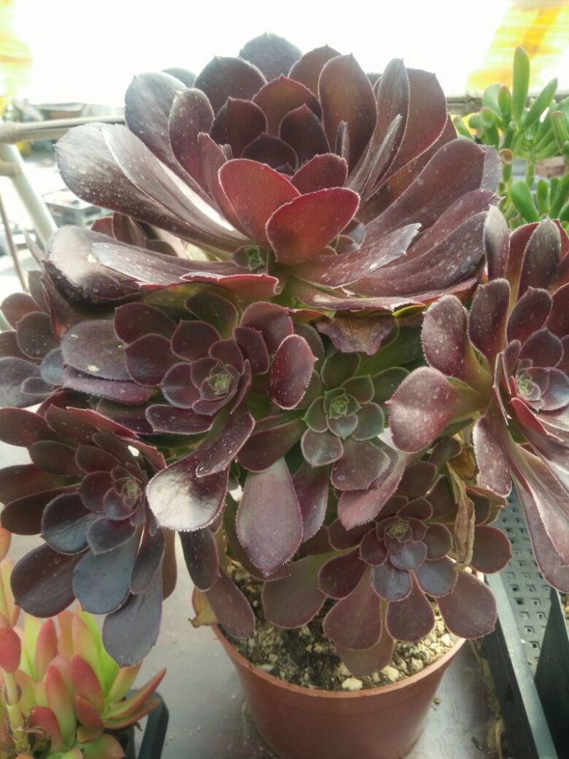 多肉植物不含盆