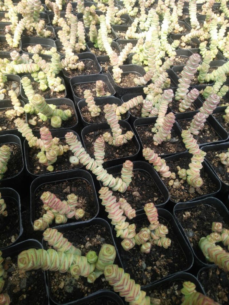 多肉植物不含盆